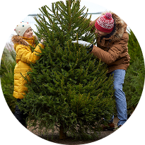 Bio Weihnachtsbaum aussuchen und abholen