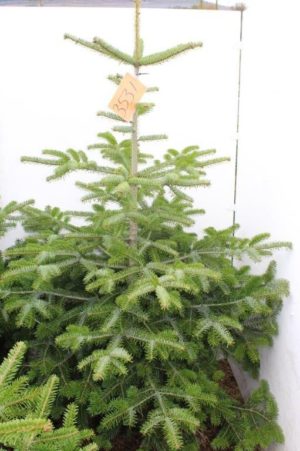 Kleiner Nordmann No. 3487